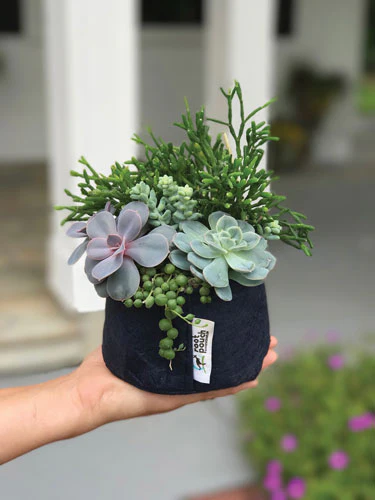 Fabric Planter Succulent Kit - Image 4