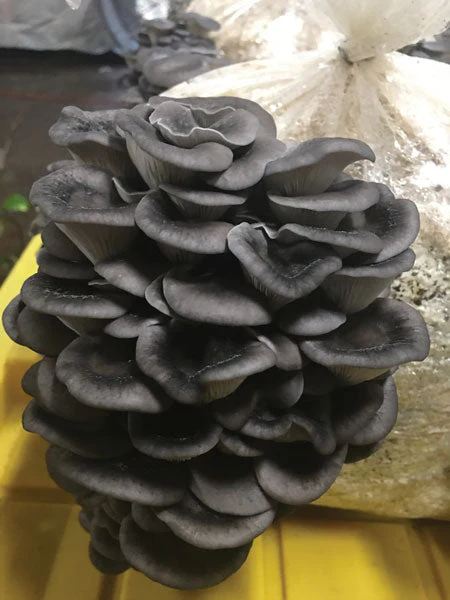Warm Blue Oyster Log Plugging Kit - Image 3